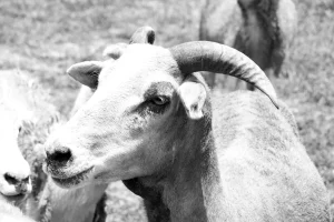 Harga Kambing Aqiqah: Panduan Menentukan Biaya dan Kualitas