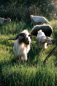 Panduan Memilih Usia Kambing Ideal untuk Aqiqah yang Tepat