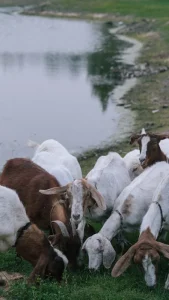 Aqiqah Kambing Jantan atau Betina di Jogja: Pilihan Terbaik untuk Perayaan Anda