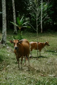 Aqiqah Kambing Jantan atau Betina di Semarang: Pilihan Terbaik untuk Perayaan Anda