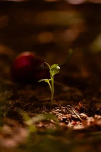 Menggali Makna dan Manfaat Sunnah Aqiqah untuk Buah Hati Anda