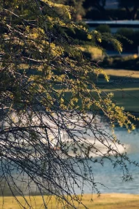 Temukan Kambing Aqiqah Terdekat untuk Perayaan Anda