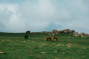 aqiqah 1 kambing berapa porsi solo