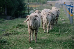 Panduan Lengkap Aqiqah Perempuan: Jumlah Kambing yang Tepat di Jogja