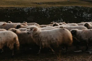 Panduan Lengkap Aqiqah Perempuan: Berapa Kambing yang Diperlukan di Semarang?