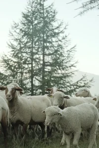 Harga Domba Aqiqah Sleman: Panduan Terbaik untuk Anda