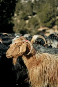 Panduan Memilih Usia Kambing Aqiqah Terbaik di Solo