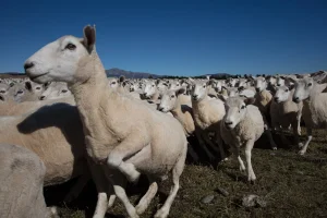 Harga Domba Aqiqah Terbaru 2023: Panduan Lengkap dan Tips Memilih