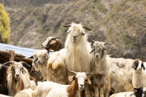 Panduan Lengkap Harga Kambing untuk Aqiqah: Temukan Penawaran Terbaik!