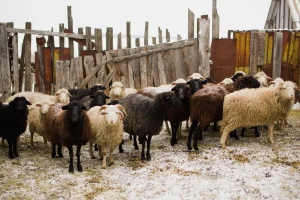 Harga Aqiqah 2 Kambing: Temukan Pilihan Terbaik untuk Keluarga Anda