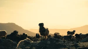 Aqiqah Domba Terbaik di Solo: Pilihan dan Keunggulan