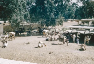 Panduan Lengkap Aqiqah Kambing Betina di Bantul