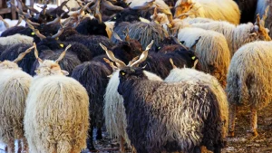 Kambing Aqiqah Jantan atau Betina: Pilihan Terbaik di Jogja