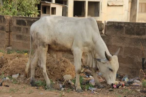Panduan Aqiqah: Berapa Kambing yang Dibutuhkan di Bantul?