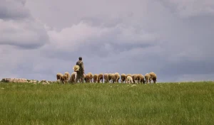 Harga Domba Kurban di Solo: Temukan Penawaran Terbaik dan Kualitas Unggul