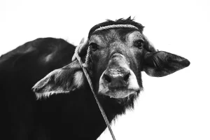 Harga Kambing Aqiqah Terbaik di Solo - Pilihan Terjangkau dan Berkualitas