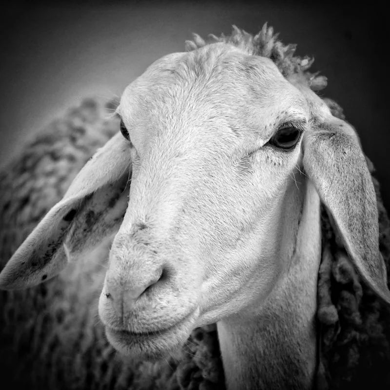 Pengenalan tentang Aqiqah dan Pentingnya Kambing dalam Tradisi