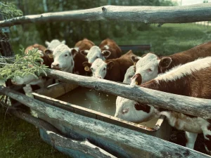 Panduan Lengkap Menyembelih Kambing yang Benar dan Sesuai Syariah