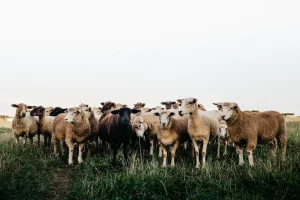 Kambing 3 Jutaan: Investasi Menguntungkan untuk Peternak Cerdas