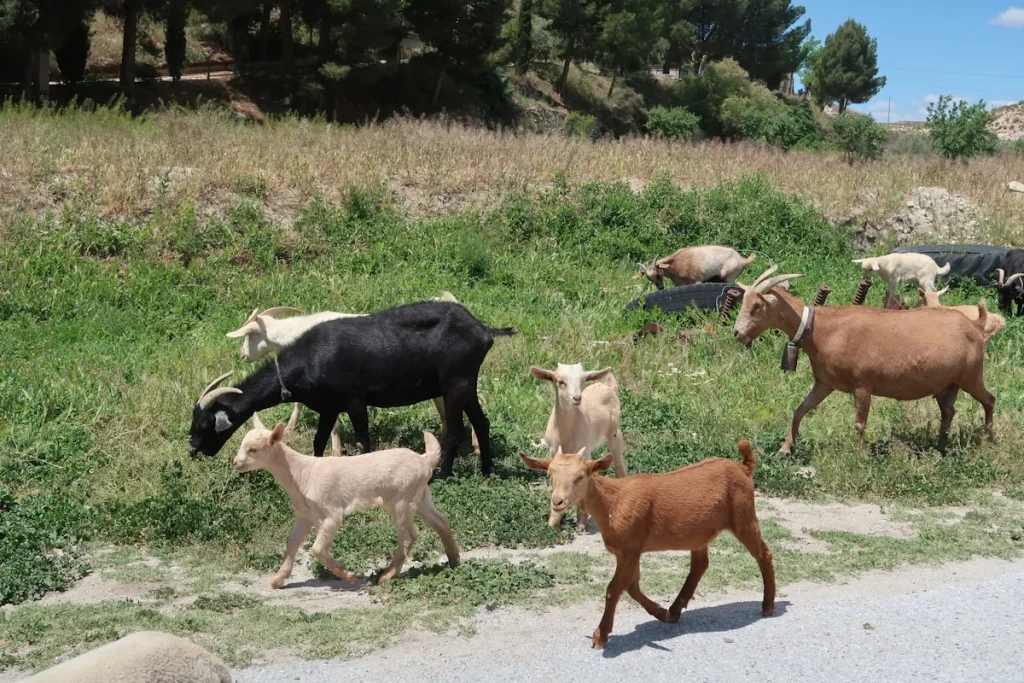 Makna dan Pentingnya Aqiqah dalam Islam