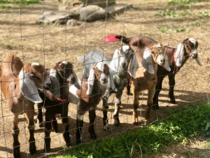 Panduan Lengkap Aqiqah Kambing Jantan dan Betina: Pilihan Terbaik untuk Acara Anda
