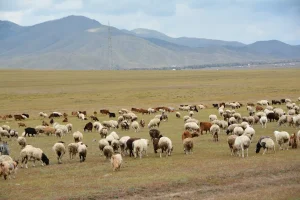 Panduan Lengkap Menyembelih Kambing Bantul: Tradisi dan Teknik yang Benar