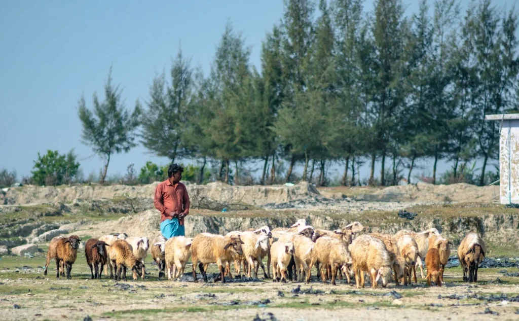Pengenalan Tradisi Menyembelih Kambing di Bantul