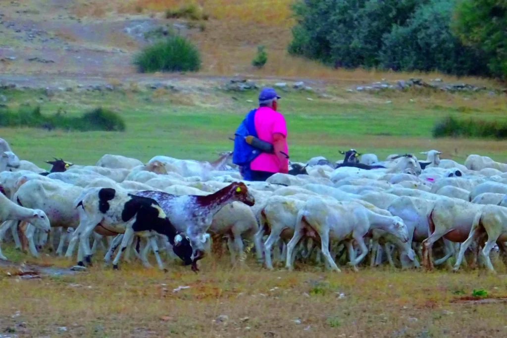 Perbedaan Kambing Jantan dan Betina untuk Aqiqah