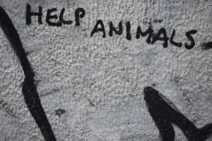 Mengapa Hewan Kurban Harus Jantan? Temukan Alasannya!