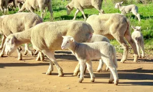 Harga Domba Aqiqah Terbaru 2023: Pilihan Terbaik untuk Keluarga Anda