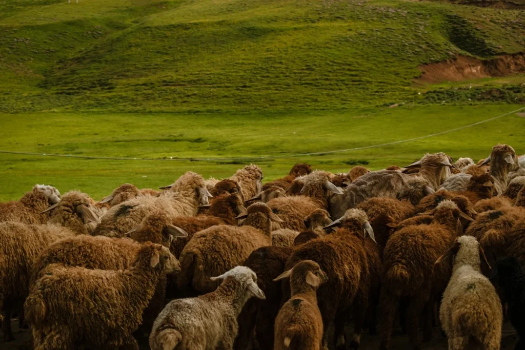 Harga Domba Aqiqah di Berbagai Daerah