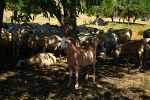 Harga Kambing Jantan Aqiqah di Solo: Pilihan Terbaik dan Terjangkau