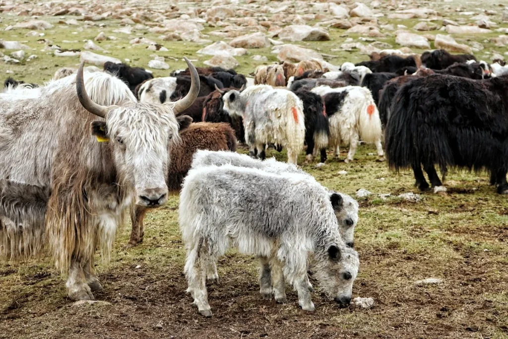 Faktor yang Mempengaruhi Harga Kambing Jantan Aqiqah