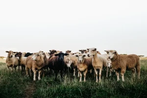 Panduan Memilih Kambing Betina Terbaik untuk Aqiqah yang Sukses