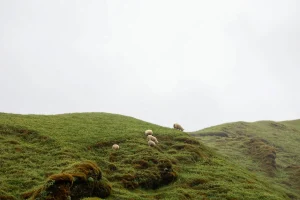 Temukan Tempat Jual Kambing Aqiqah Terdekat untuk Kebutuhan Anda