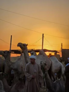 Aqiqah 2 Kambing: Tradisi dan Makna di Balik Perayaan Ini