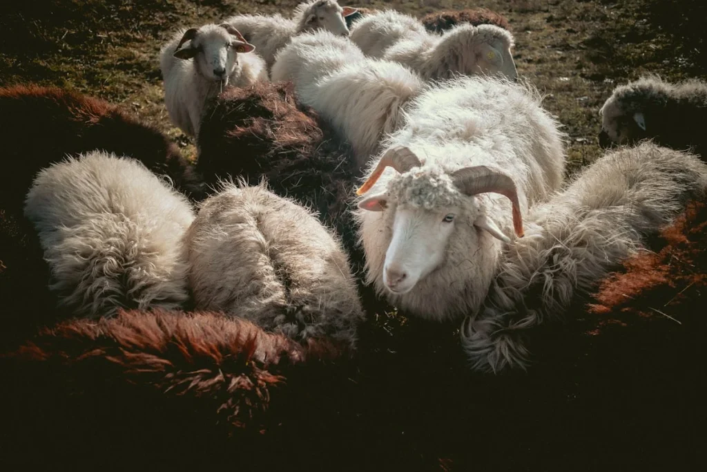 Dasar Hukum Aqiqah dalam Islam