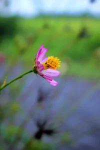 Menu Aqiqah 1 Kambing Klaten: Pilihan Lezat untuk Perayaan Istimewa