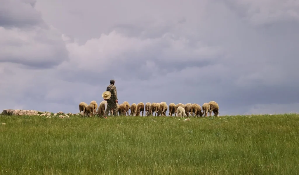 Pengenalan Aqiqah dan Pentingnya Memilih Kambing Betina