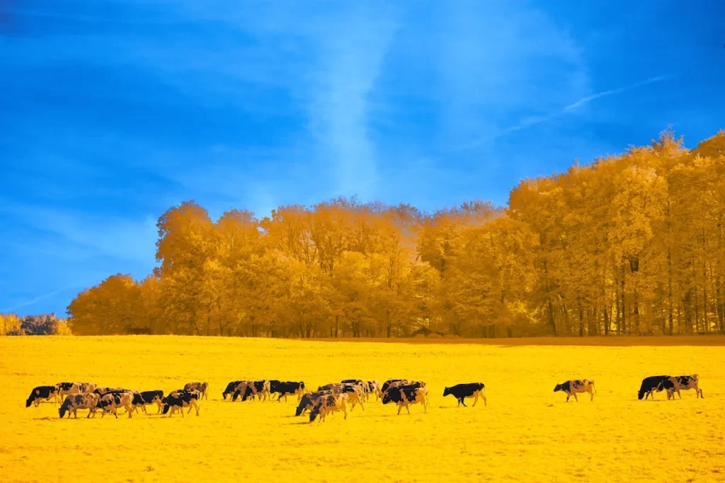 Keutamaan Kambing Jantan dalam Aqiqah