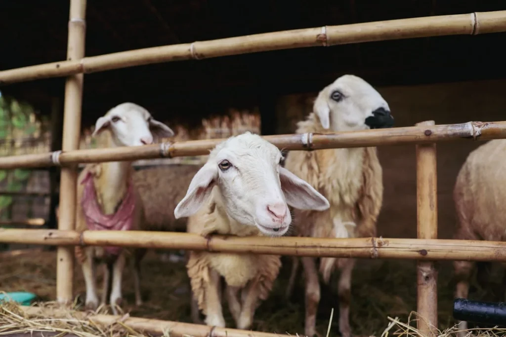 Pengenalan tentang Aqiqah dan Pentingnya Kambing Betina