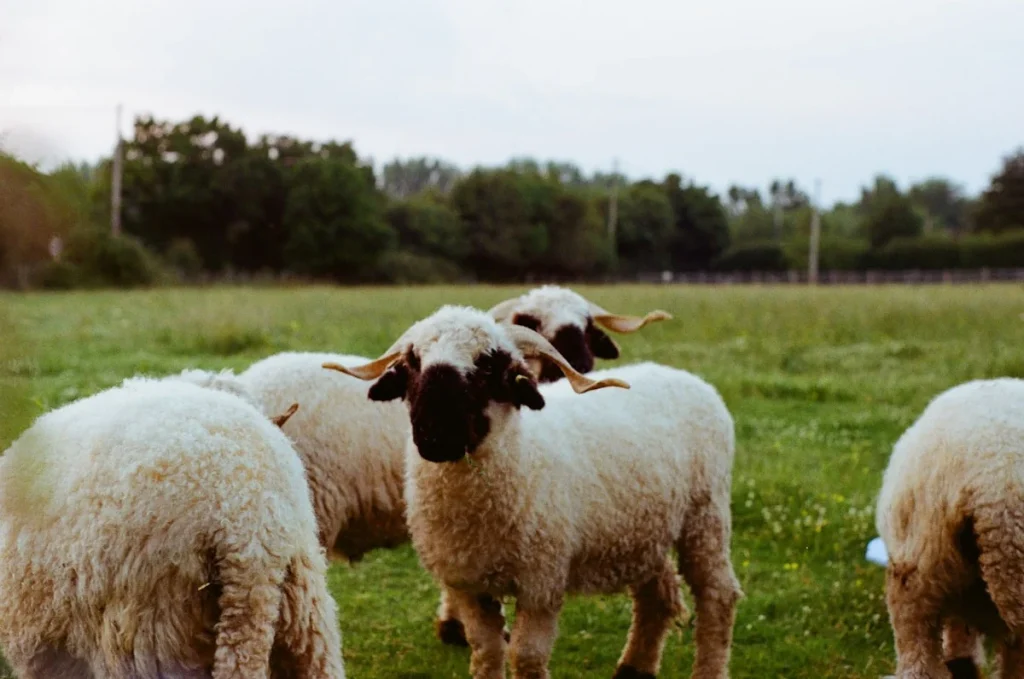 Faktor yang Mempengaruhi Harga Kambing Betina