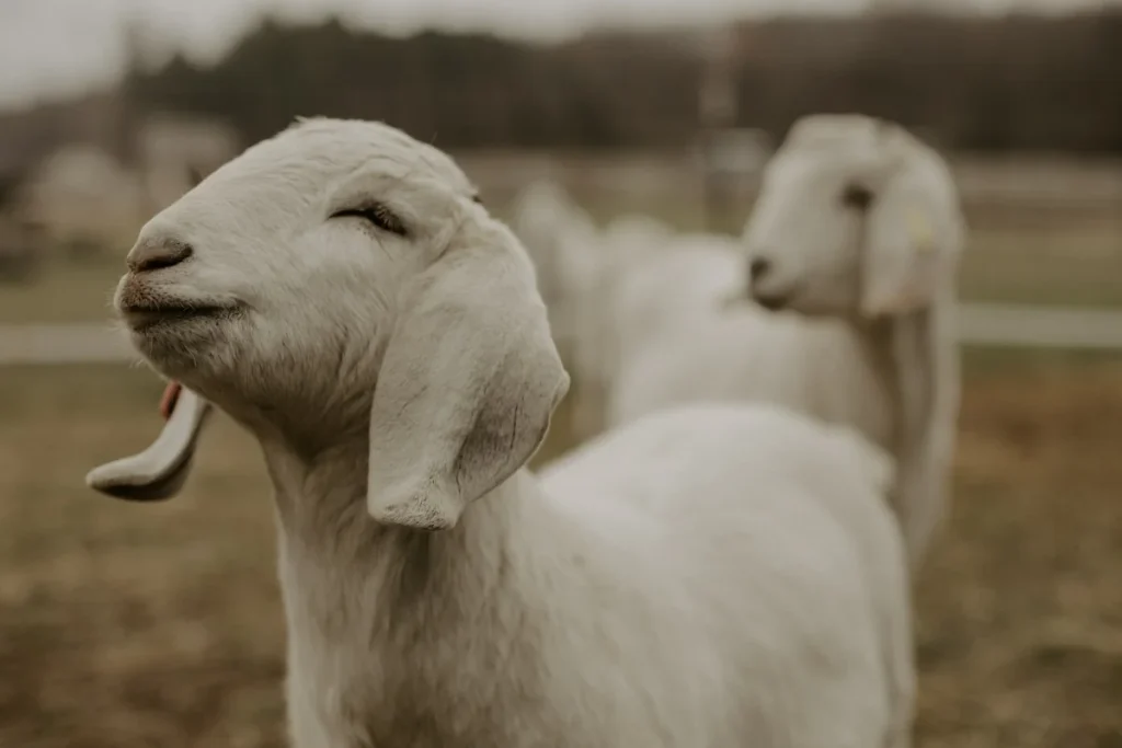 Pentingnya Aqiqah dalam Tradisi Islam
