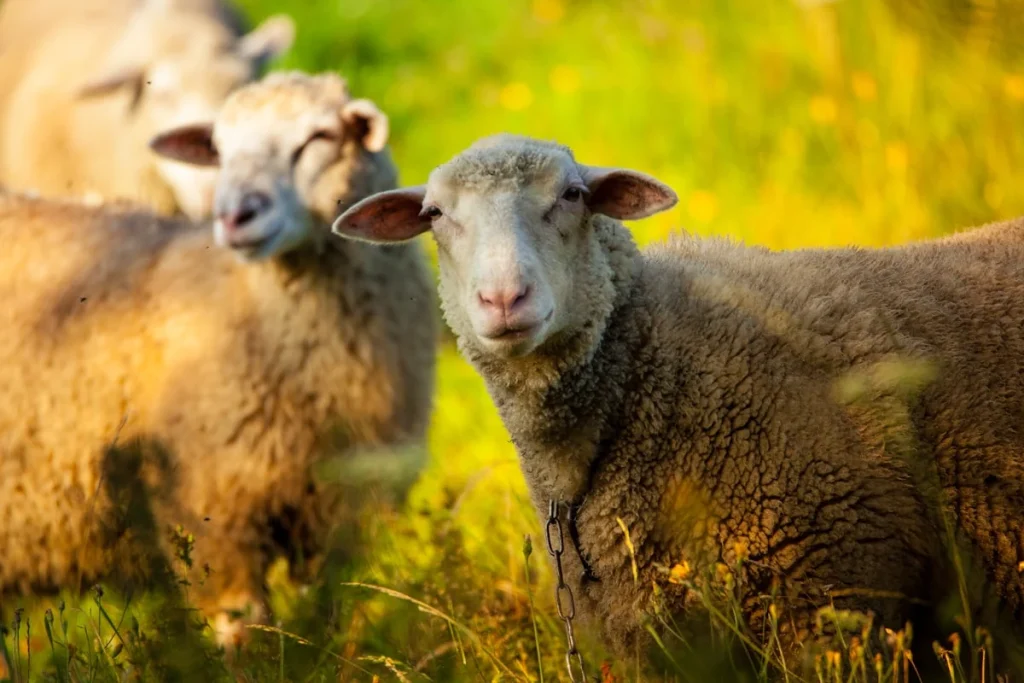 Memahami Kriteria Kambing Aqiqah yang Baik