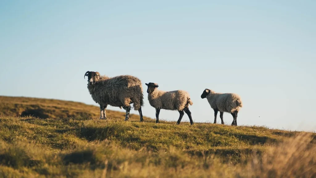 Memperhatikan Usia Kambing