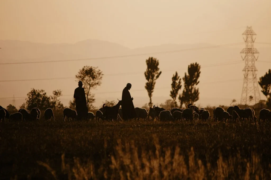 Keuntungan Memilih Kambing Aqiqah di Solo