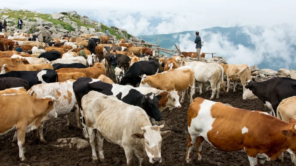 Manfaat Aqiqah dalam Budaya Islam
