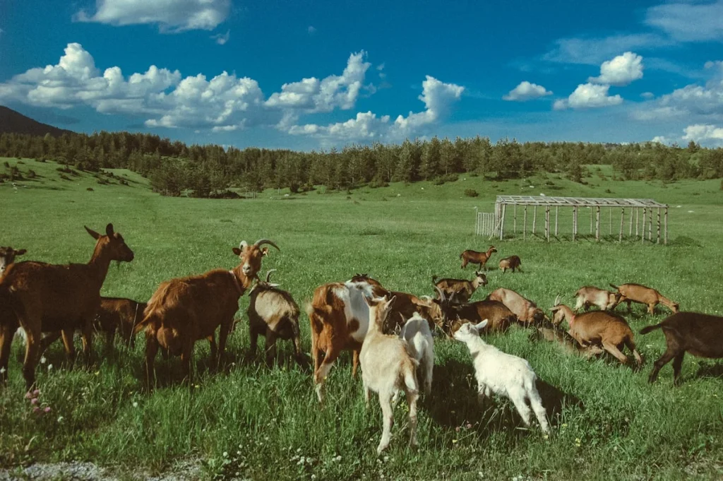 Standar Usia Kambing untuk Aqiqah Menurut Syariat
