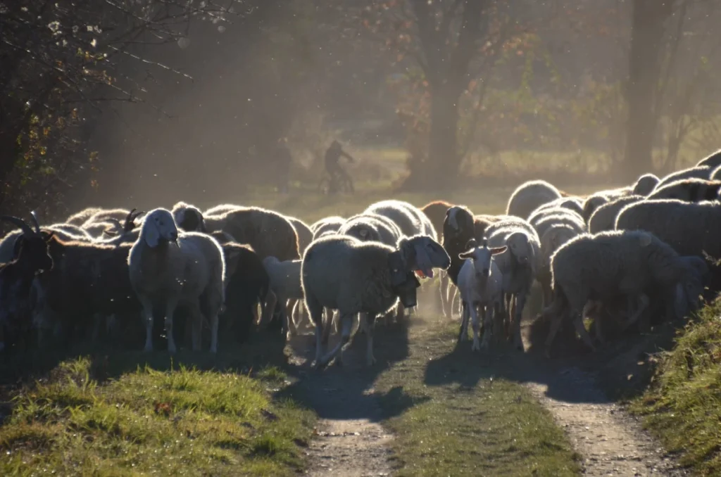 Standar Usia Kambing untuk Aqiqah