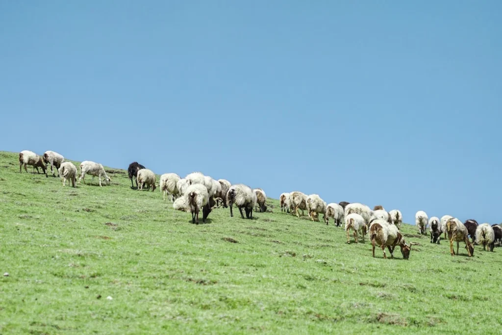 Perbedaan Kambing Jantan dan Betina dalam Aqiqah